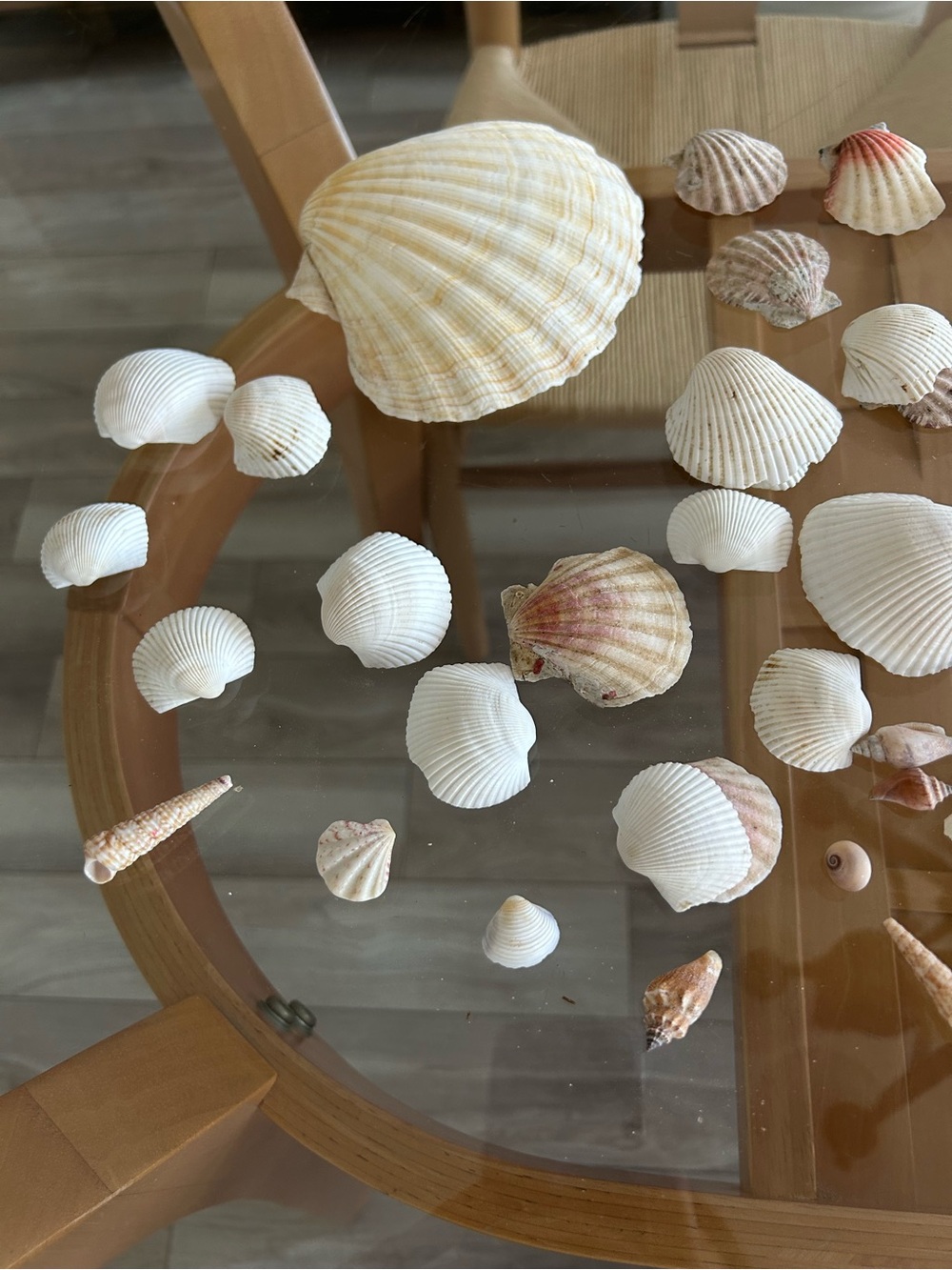Assorted Natural Sea Shell Collection - Picture 8 of 10